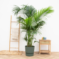Kentia Palm XXL   250cm