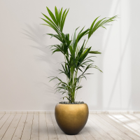 Combideal   Kentia Palm inclusief zelfwaterende pot Nora Matt Copper S   200cm