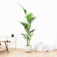 Kentia palm   170cm