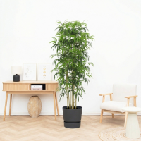 Kunst Bamboe   150cm