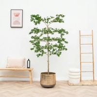 Kunst Bucida   200cm