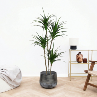 Kunst Dracaena   165cm