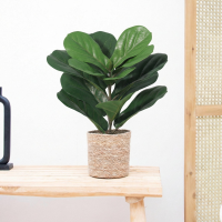 Kunst Ficus lyrata   40cm