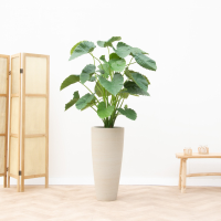 Kunstplant Alocasia Calidora   125cm