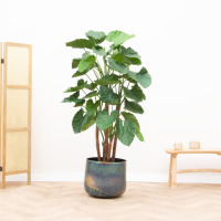 Kunstplant Alocasia Calidora   210cm