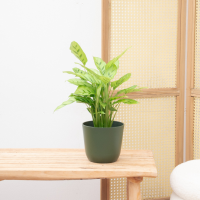 Calathea Leopardina   35cm