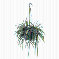 Lepismium Bolivianum hangplant   25 cm