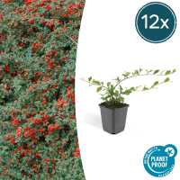 Cotoneaster Dammeri 'Major'   25cm