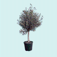 Olijfboom Olea Europaea Lorc   200cm / stamomtrek 15 25cm