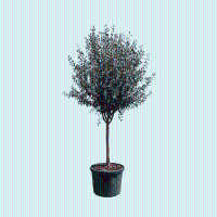 Olijfboom Olea Europaea Cultivo   230cm / stamomtrek 20 25cm