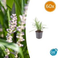 Liriope Muscari 'Moneymaker'   20cm