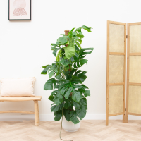 Combi deal   Monstera Pertusum XL inclusief elho Vibes Fold Round   150cm