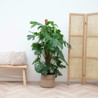 Monstera Deliciosa XXL   140cm