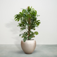 Combideal   Monstera Deliciosa inclusief zelfwaterende pot Nora Matt Light M   170cm