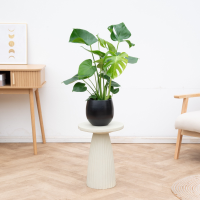Combi deal   Monstera Deliciosa inclusief pot Stijn   70cm