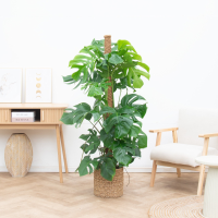 Monstera Deliciosa XL Kratistestok   160cm