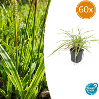 Carex morrowii 'Aureovariegata'   20cm