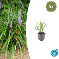 Liriope Muscari 'Ingwersen'   20cm