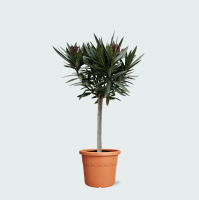 Nerium Oleander op stam   130cm