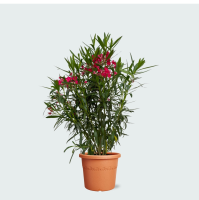 Nerium Oleander struik   120cm