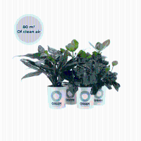 Ogreen Easy Care