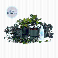 Ogreen Forest