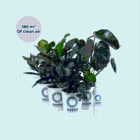 Ogreen Green Office