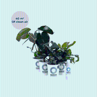 Ogreen Indoor Jungle