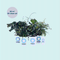 Ogreen South America