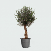 Olijfboom Olea Europaea Bonsai   200cm / stamomtrek 45 60cm