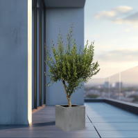 Combi deal   Olijfboom Olea Europaea Cultivo inclusief pot Block   210cm