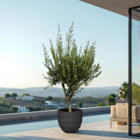 Combi deal   Olijfboom Olea Europaea Cultivo inclusief Bordo New Egg   210cm