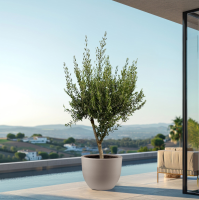 Combi deal   Olijfboom Olea Europaea Cultivo inclusief pot Eggy   210cm