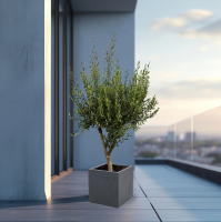 Green bubble Olijfboom Olea Europaea Cultivo inclusief Grigio Cube   225 cm