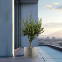 Olijfboom Olea Europaea Cultivo inclusief Grigio Cube   225 cm