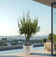 Combi deal   Olijfboom Olea Europaea Cultivo inclusief Terreno New Egg   210cm