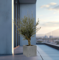 Olijfboom Olea Europaea Lorc vertakt inclusief pot Block   225cm
