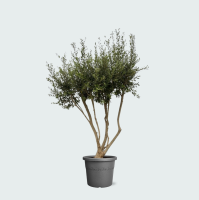 Olea Europaea Cultivo vertakt XXL   210cm