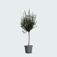Olea Europaea op stam   160cm