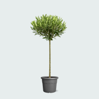 Olea Europaea op stam   100 cm
