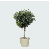 Combi deal   Olea Lorc inclusief Bucket   180 cm