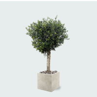 Combi deal   Olijfboom Olea Lorc inclusief Grigio Cube   180 cm