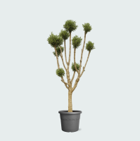Olea Pom Pon XXL   250cm