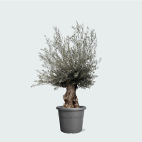 Olijfboom Olea Europaea bonsai XXL   270cm