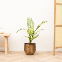 Dieffenbachia White Etna   70 cm