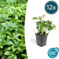 Pachysandra Terminalis 'Green Carpet'   20cm
