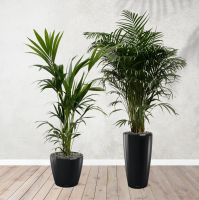 Combi deal   Areca palm 170 cm   Kentia palm 170 cm inclusief zelfwaterende potten