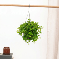 Hangplant Peperomia Rotundifolia   30cm