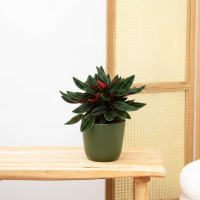 Peperomia Caperata Rosso   20cm