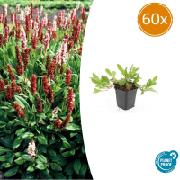 Persicaria aff. 'Darjeeling Red'   20cm